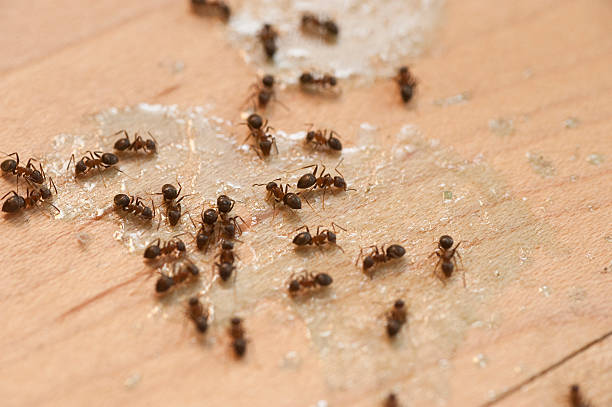 Mcgovern, PA Pest Control Company
